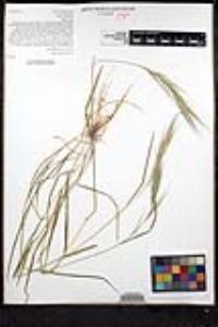 Bromus diandrus image