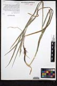 Bromus grandis image