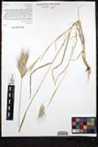 Bromus rubens image