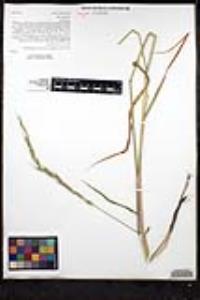 Elymus glaucus subsp. virescens image