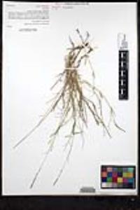 Muhlenbergia richardsonis image