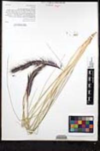 Pennisetum setaceum image