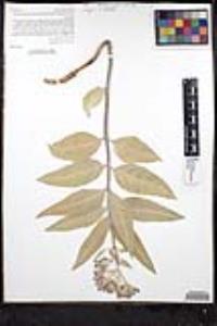 Asclepias eriocarpa image