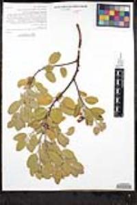 Arctostaphylos glandulosa subsp. cushingiana image