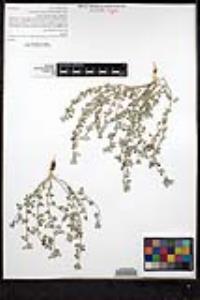 Acmispon decumbens image
