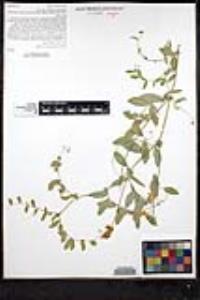 Lathyrus vestitus image