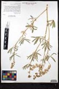 Lupinus elatus image
