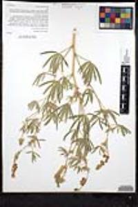 Lupinus elatus image