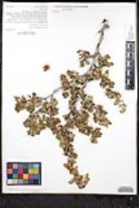 Ribes roezlii var. roezlii image
