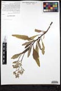 Eriodictyon crassifolium image