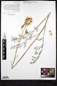 Ehrendorferia chrysantha image