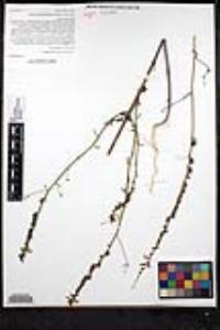 Sairocarpus coulterianus image