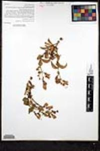 Penstemon grinnellii image