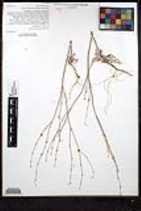 Eriogonum davidsonii image