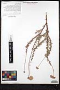 Eriogonum fasciculatum image