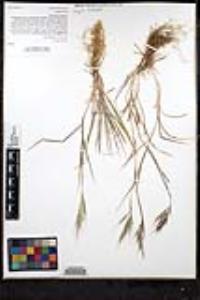 Bromus rubens image