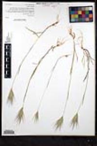 Bromus rubens image