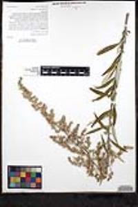 Artemisia douglasiana image
