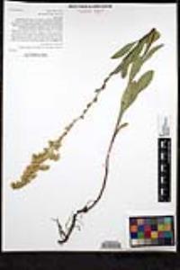 Solidago velutina image