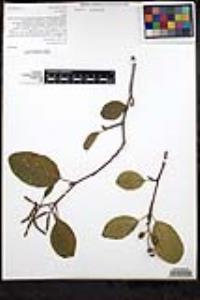 Alnus rhombifolia image