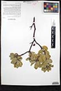 Arctostaphylos glandulosa subsp. glandulosa image