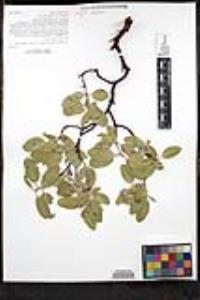 Arctostaphylos glandulosa subsp. mollis image