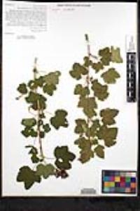 Ribes nevadense image