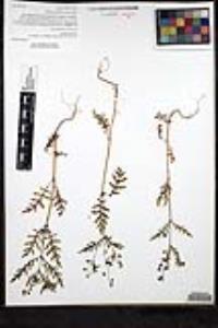 Eucrypta chrysanthemifolia image