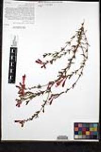 Epilobium canum subsp. canum image