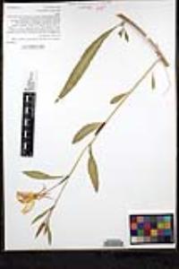 Oenothera elata subsp. hirsutissima image