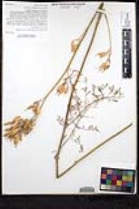 Ehrendorferia chrysantha image