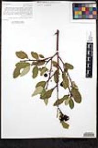Frangula californica image