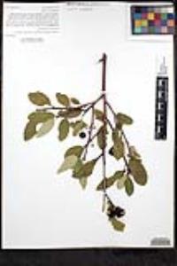 Frangula californica subsp. cuspidata image