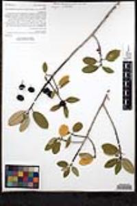 Frangula californica image