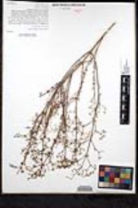 Galium johnstonii image