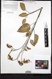 Nicotiana glauca image