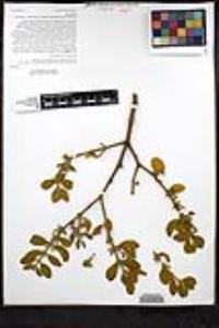 Phoradendron leucarpum subsp. tomentosum image