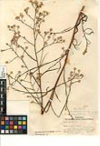 Symphyotrichum subulatum var. parviflorum image