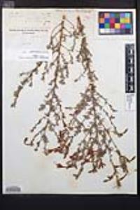 Epilobium canum subsp. canum image