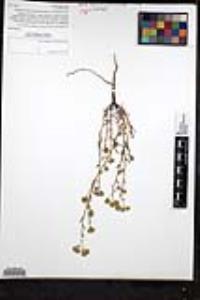 Cryptantha pterocarya image