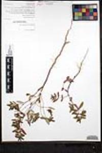 Euphorbia hypericifolia image