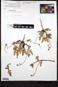 Erodium botrys image