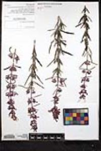 Trichostema parishii image