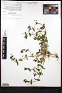 Lysimachia arvensis image