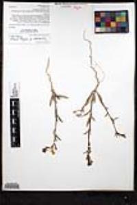 Camissoniopsis confusa image
