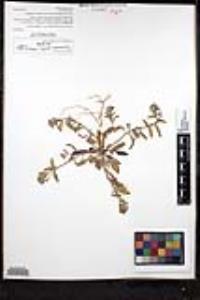 Camissoniopsis pallida subsp. pallida image