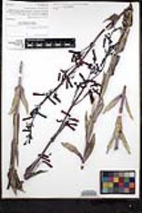Penstemon centranthifolius image