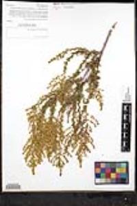 Adenostoma fasciculatum image