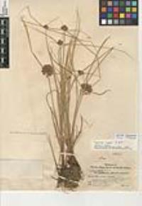 Cyperus niger image