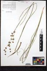 Juncus macrophyllus image